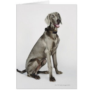 Portrait du chien Weimaraner