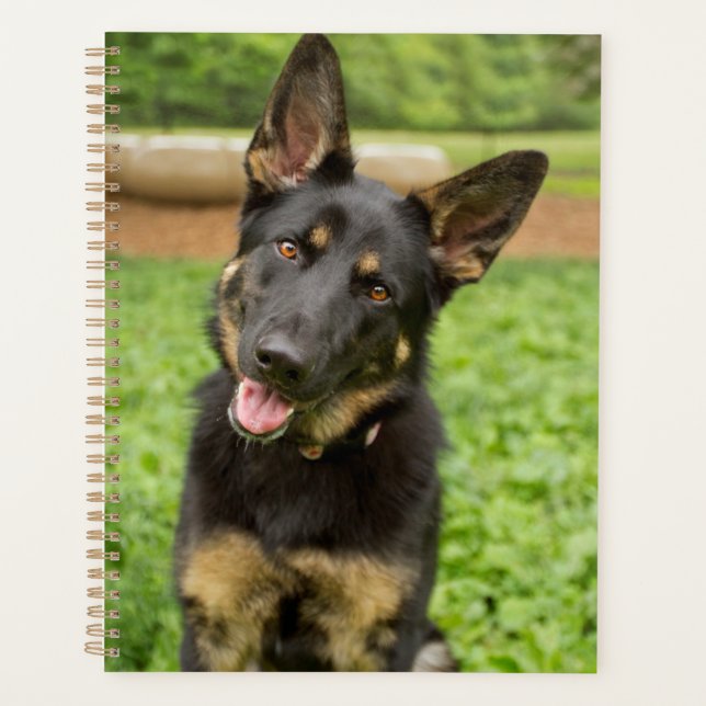 Portrait d'un berger allemand (Devant)