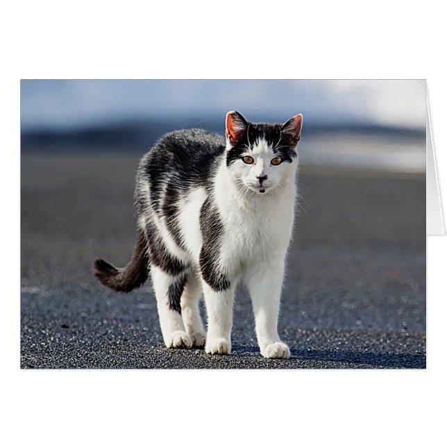 Portrait d'un chat (Devant horizontal)