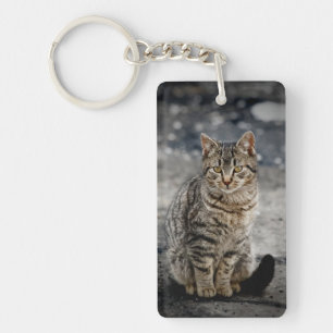 Portrait d'un chat