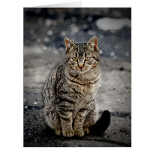 Portrait d'un chat