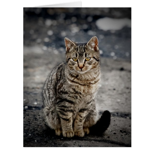 Portrait d'un chat (Devant)