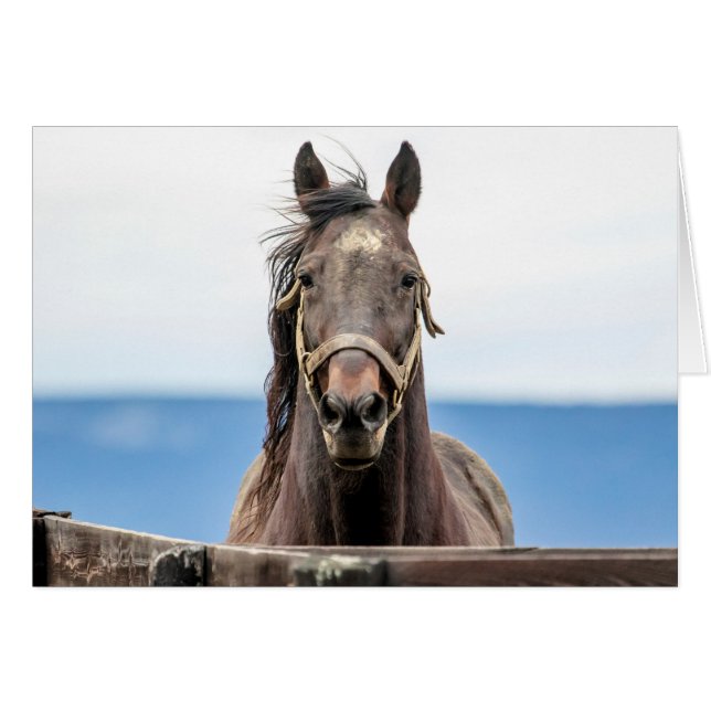 Portrait d'un cheval (Devant horizontal)