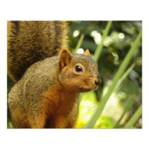 Portrait d'un écureuil Nature Animal Photographie