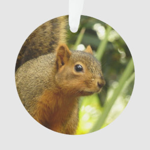 Portrait d'un Écureuil Photographie de la Nature e