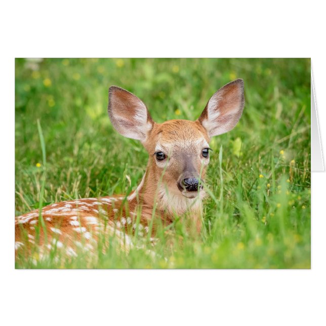 Portrait d'un faon (cerf de Virginie) (Devant horizontal)