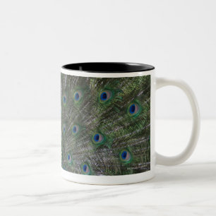 portrait, feathers, colourful, peacock, outdoors, Two-Tone coffee mug