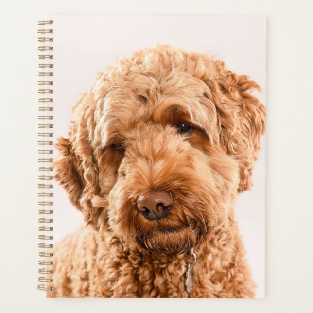 Portrait Goldendoodle Studio (Devant)
