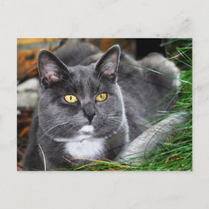Portrait grey cat postcard
