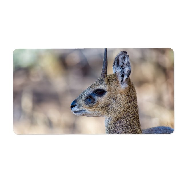 Portrait Klipspringer (Devant)