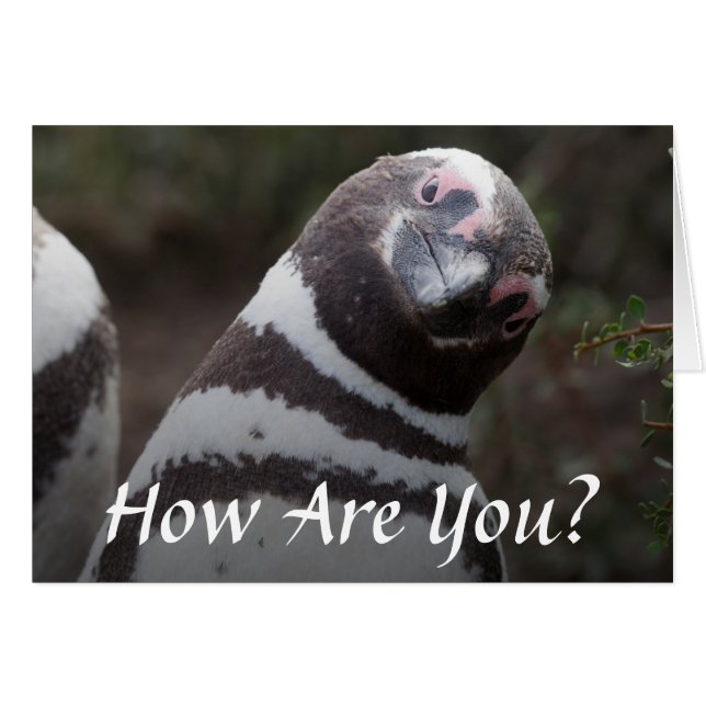 Portrait Magellanic Penguin (Devant horizontal)