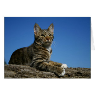[Portrait majestueux de chat] - toute carte