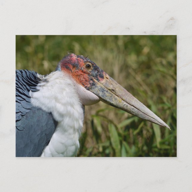 Portrait marabou stork postcard (Front)
