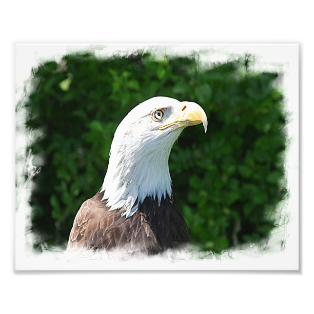 Portrait of a Bald Eagle Photo Print (Front)