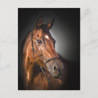 Portrait of a bay thoroughbred postcard