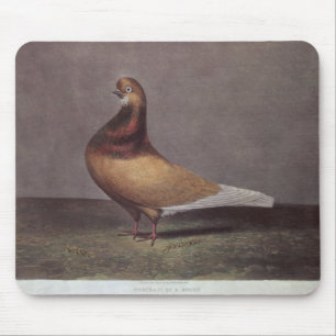 Portrait of a Beard Pigeon Mouse Pad