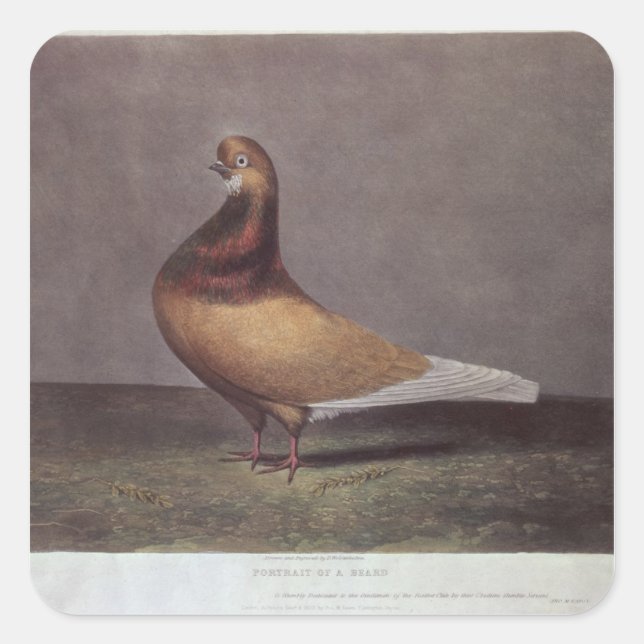 Portrait of a Beard Pigeon Square Sticker (Front)