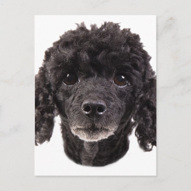 Portrait of a black poodle postcard (Front)