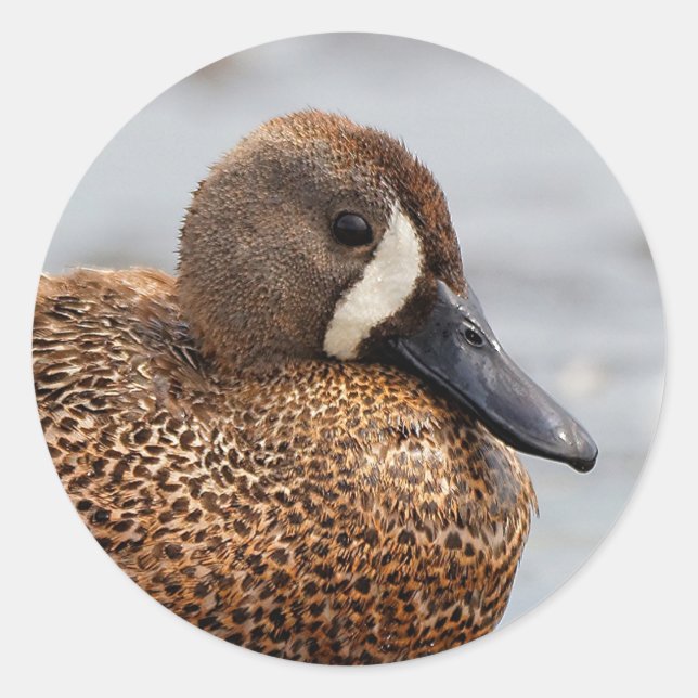 Portrait of a Blue-Winged Teal Classic Round Sticker (Front)