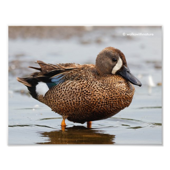 Portrait of a Blue-Winged Teal Photo Print (Front)
