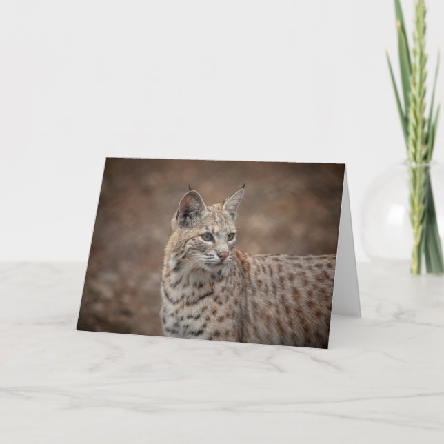 Portrait of a Bobcat Card (Front)