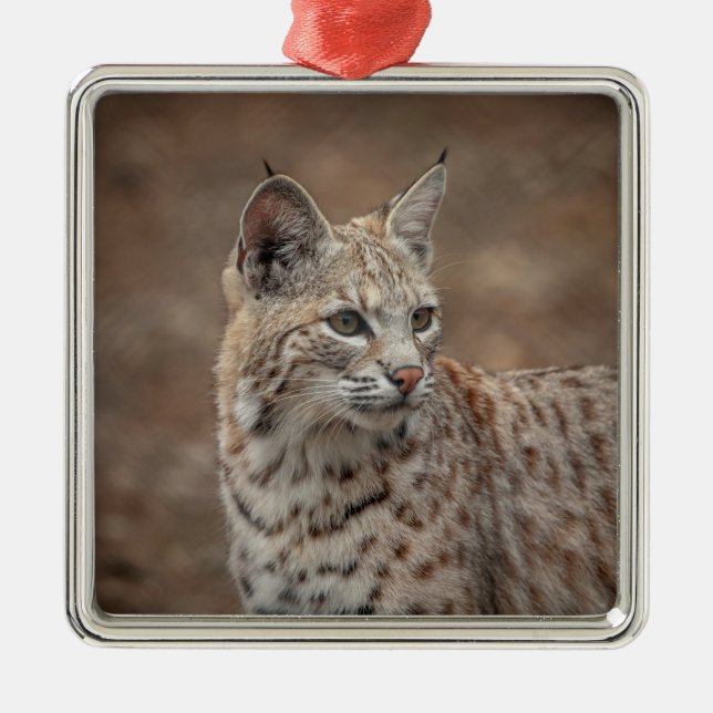 Portrait of a Bobcat Metal Ornament (Front)