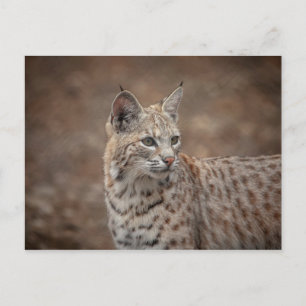 Portrait of a Bobcat Postcard