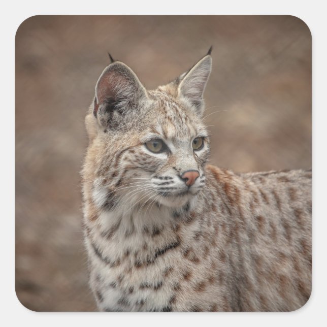 Portrait of a Bobcat Square Sticker (Front)