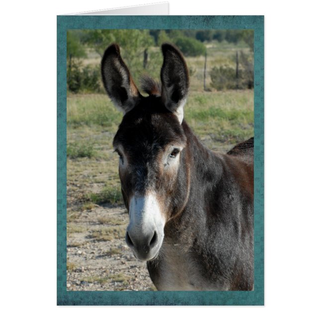Portrait of a burro (Front)