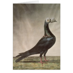 Portrait of a Carrier Pigeon