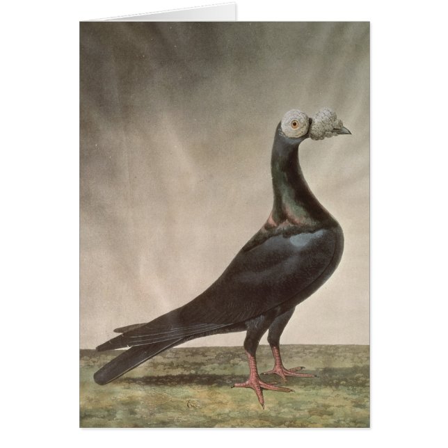 Portrait of a Carrier Pigeon (Front)