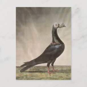 Portrait of a Carrier Pigeon Postcard