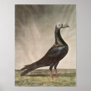 Portrait of a Carrier Pigeon Poster