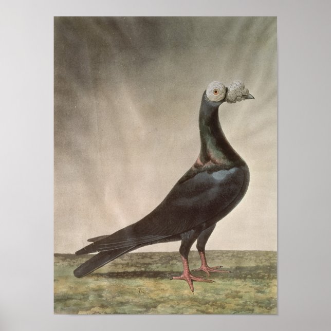 Portrait of a Carrier Pigeon Poster (Front)