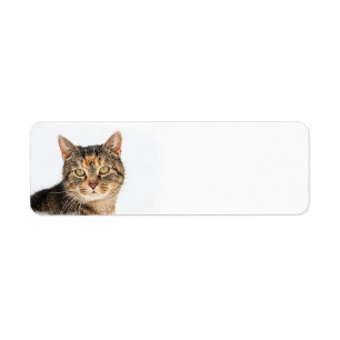 Portrait of a cat