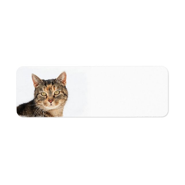 Portrait of a cat (Front)