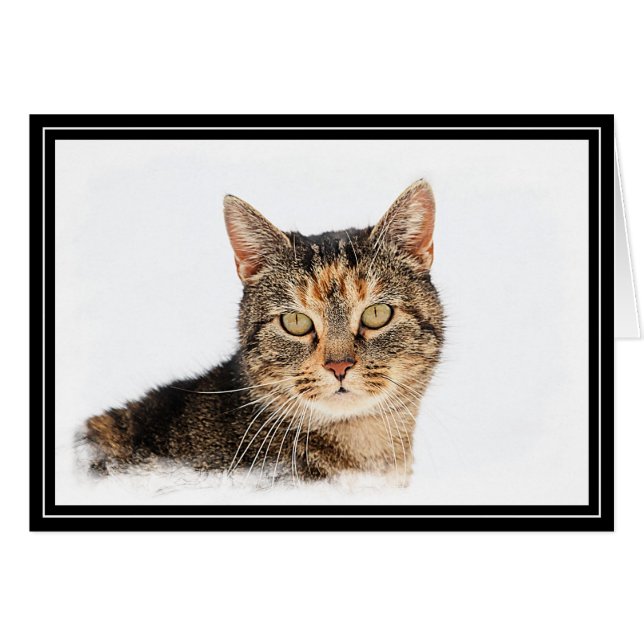 Portrait of a cat (Front Horizontal)