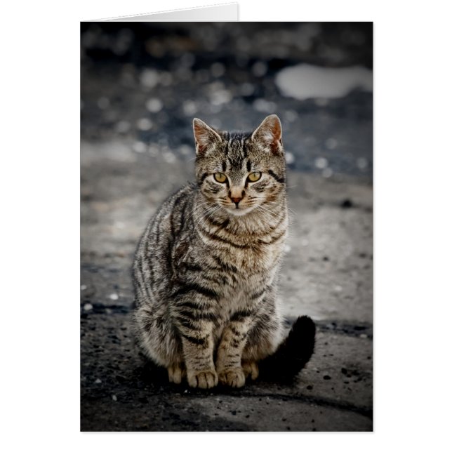 Portrait of a cat (Front)