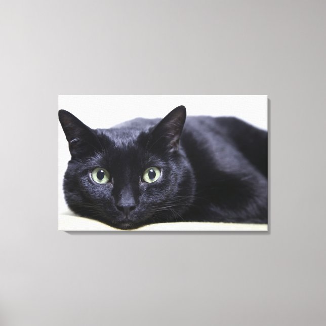 Portrait of a Cat Canvas Print (Front)