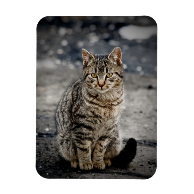 Portrait of a cat magnet (Vertical)