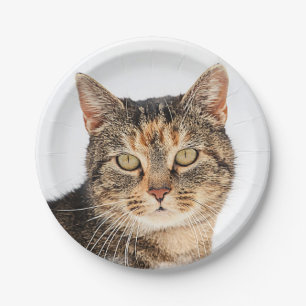 Portrait of a cat paper plate