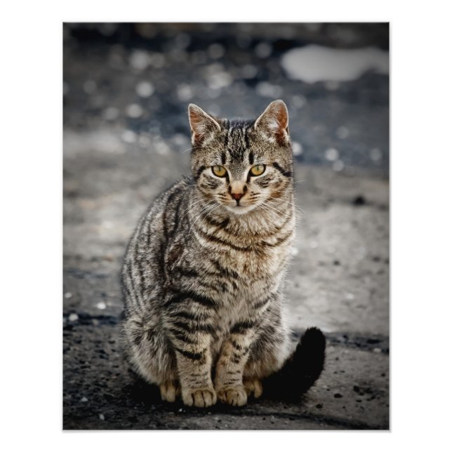 Portrait of a cat photo print (Front)