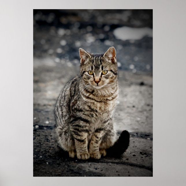 Portrait of a cat poster (Front)