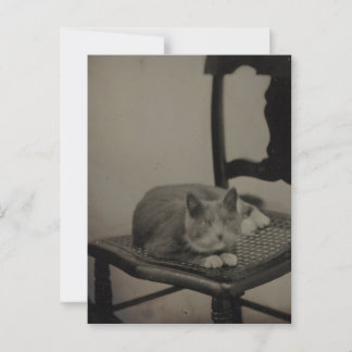 Portrait of a Cat Vintage Photography Postcard