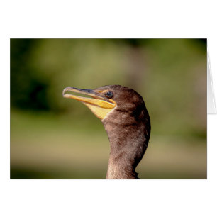 Portrait of a Cormorant