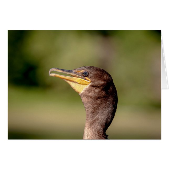 Portrait of a Cormorant (Front Horizontal)