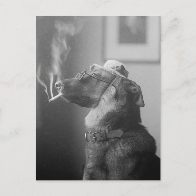 Portrait of a Dog, 1923 Postcard (Front)