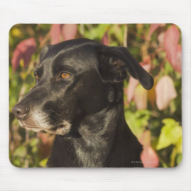 Portrait Of A Dog Mouse Pad (Front)