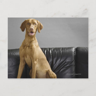 Portrait of a dog postcard