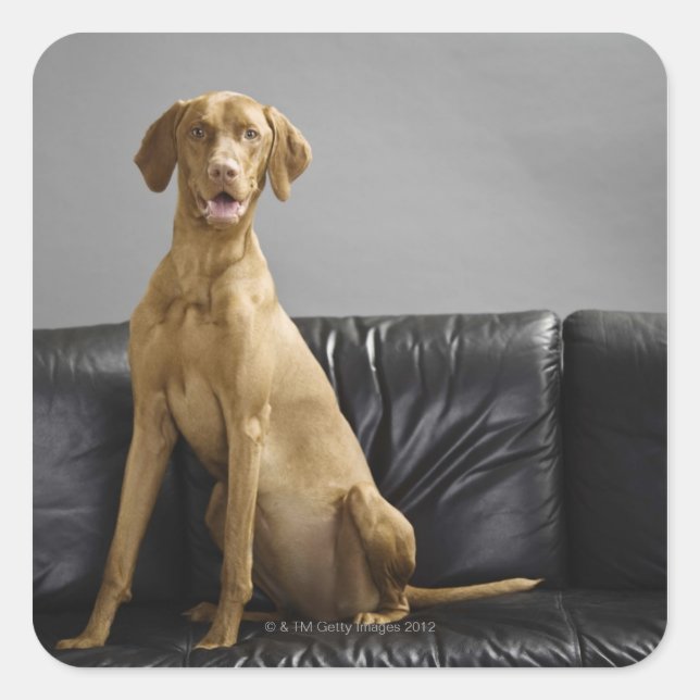 Portrait of a dog square sticker (Front)